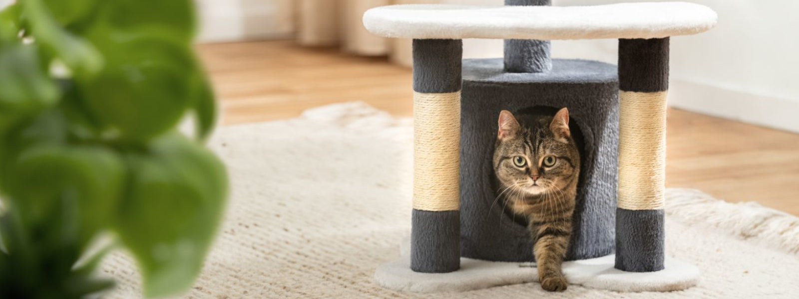 Katze klettert aus Höhle in Katzenkratzbaum