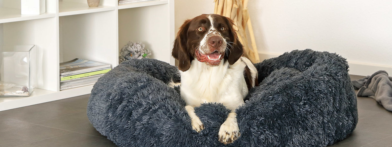 Münsterländer in kuscheligem Donutbett