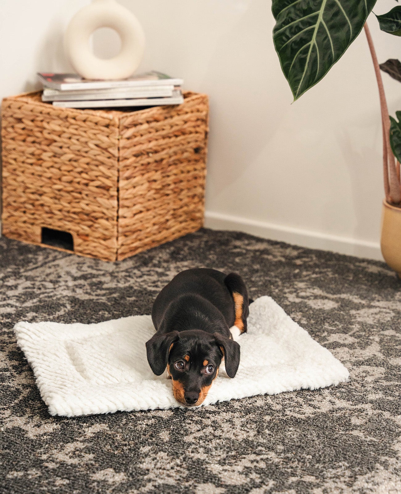 Manta reversible para perros