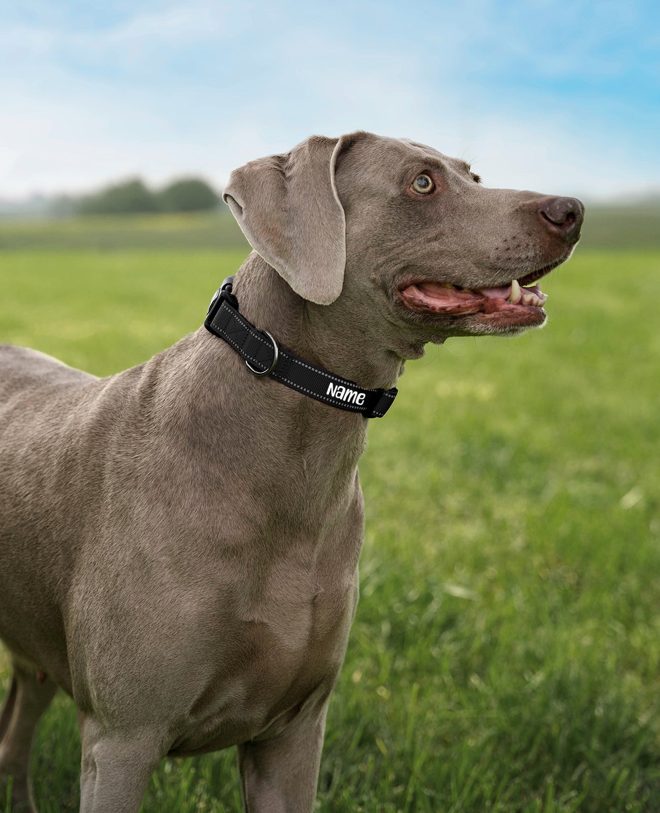 lionto Collar reflectante para perro de nylon acolchado, varias tallas y colores