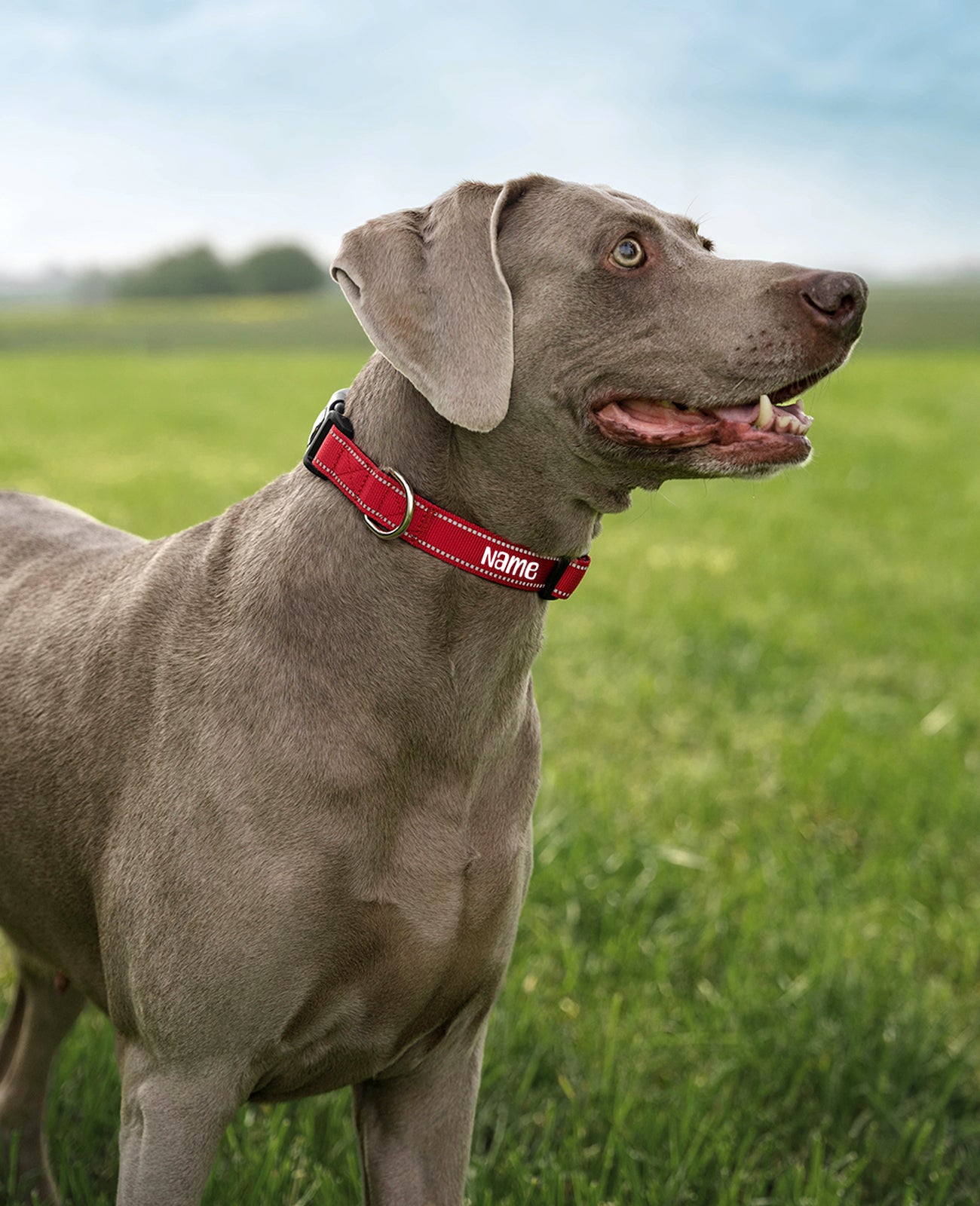 lionto Collar reflectante para perro de nylon acolchado, varias tallas y colores