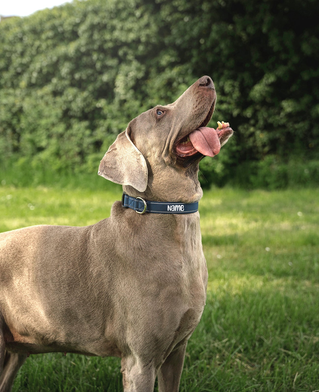 lionto Collar reflectante para perro de nylon acolchado, varias tallas y colores