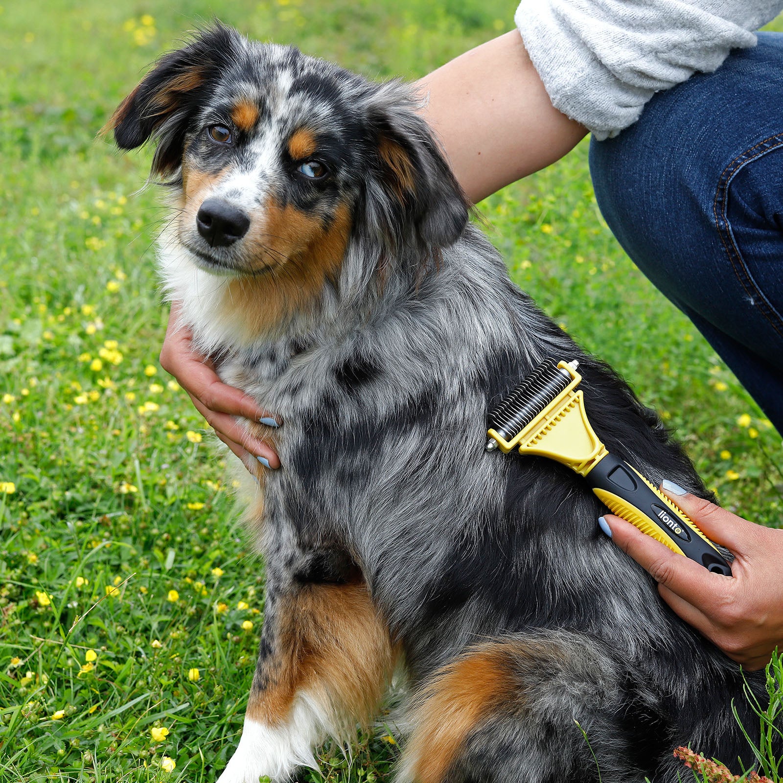 Cepillos para perros para el aseo