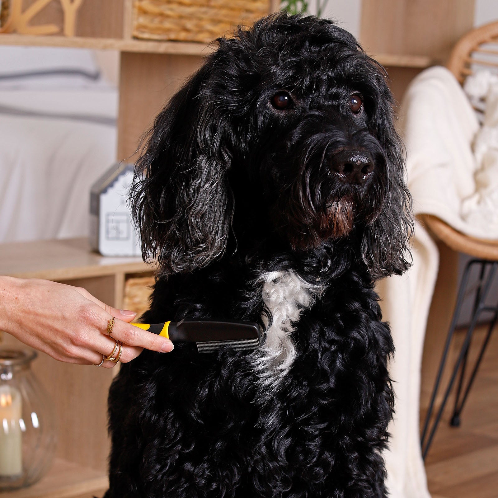 Cepillos para perros para el aseo