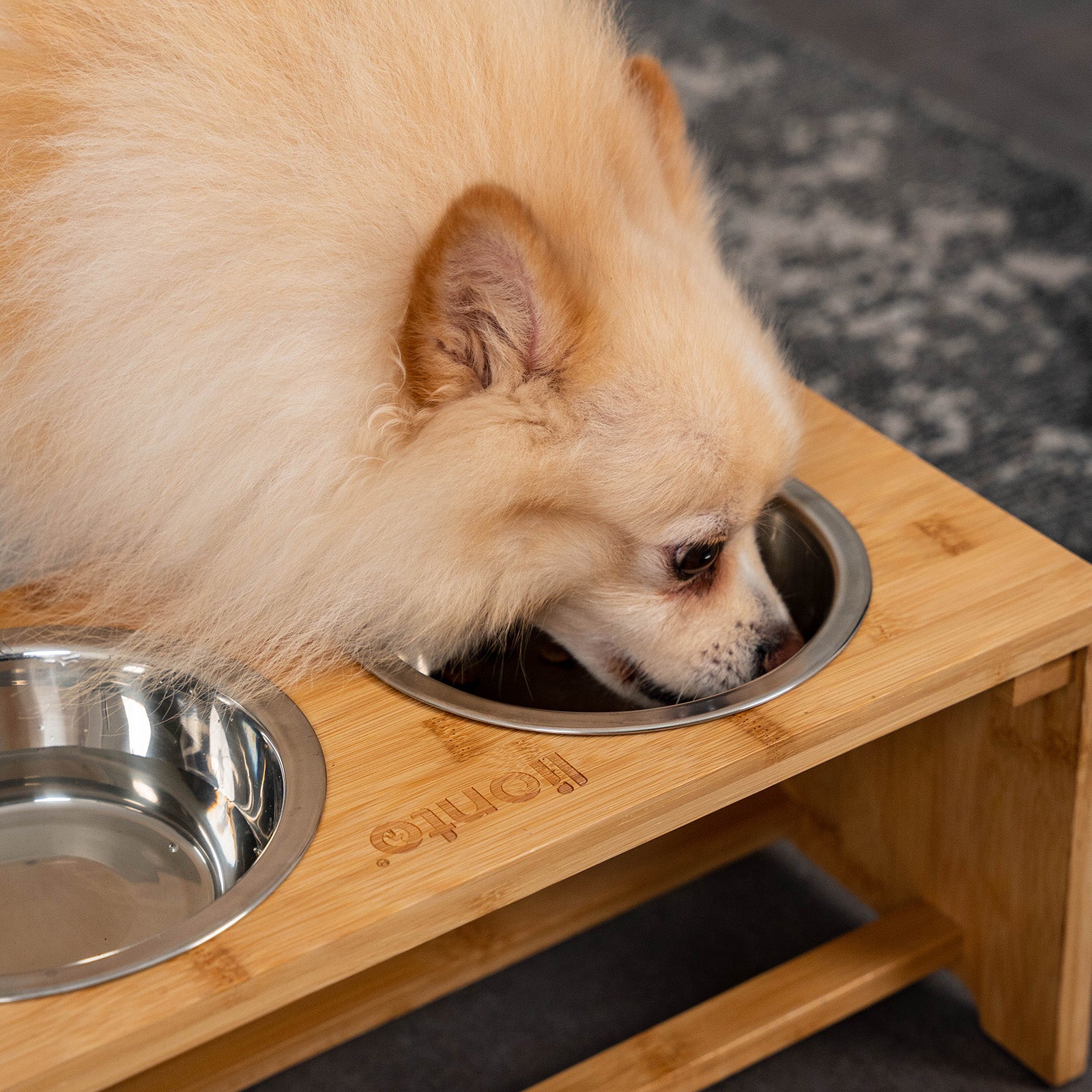 Zwergspitz frisst aus Edelstahlnapf in erhöhtem Bambusgestell