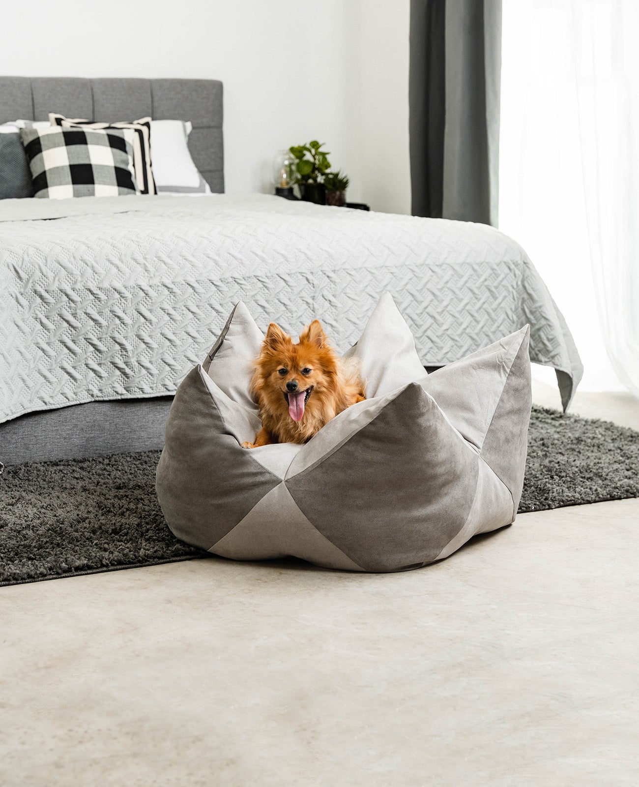 Almohada corona para perros