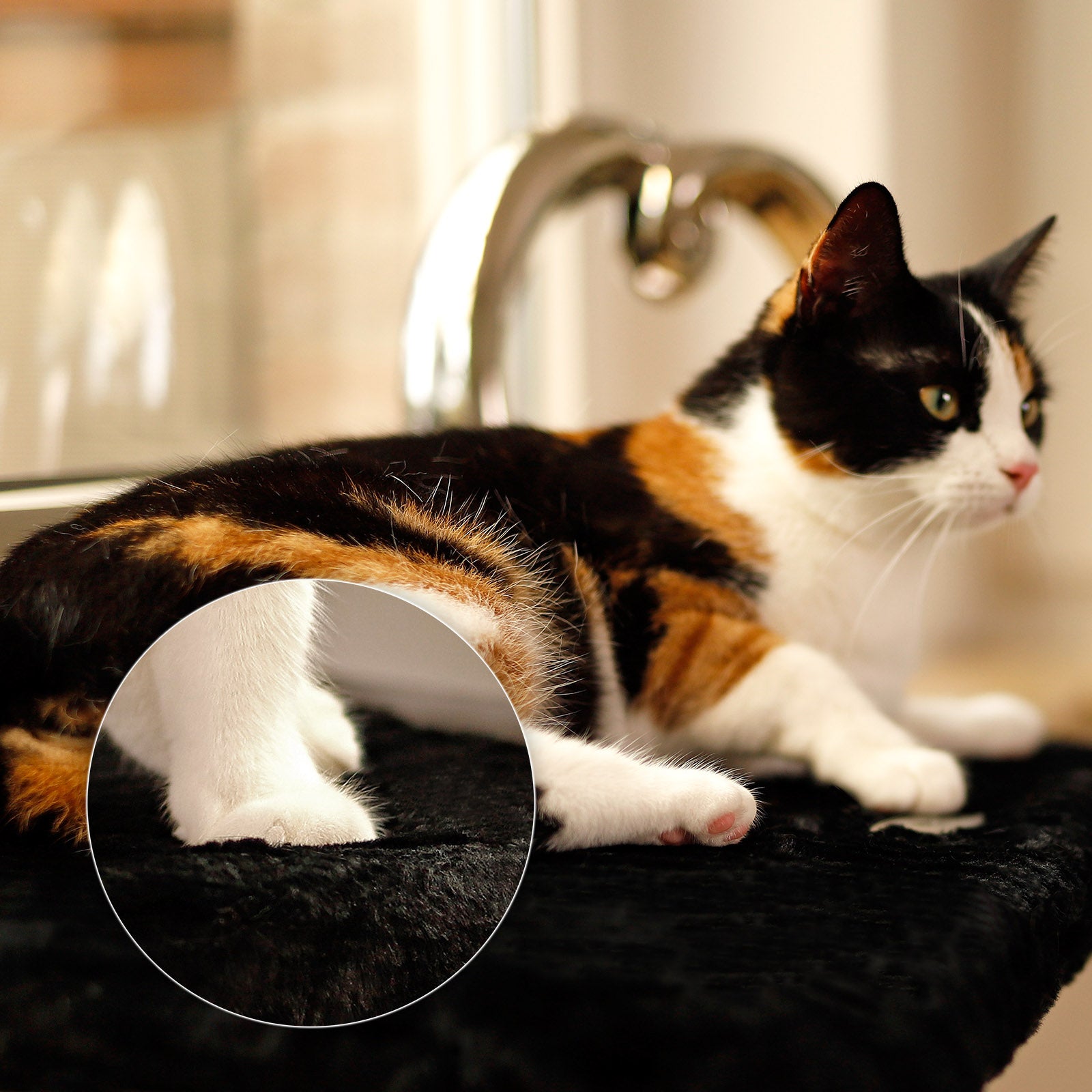 Tumbona para gatos en el alféizar de la ventana