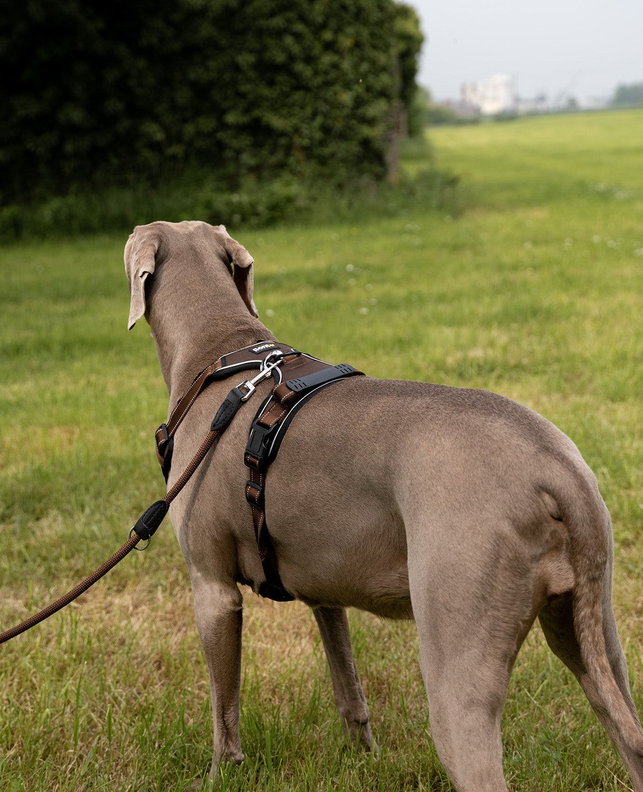 Dogge steht mit braunem Hundegeschirr auf Wiese