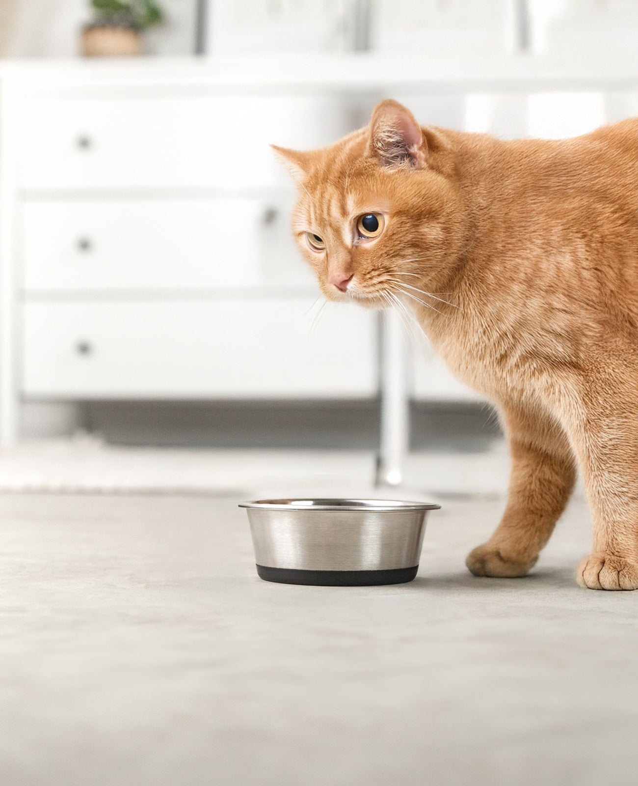 Comedero para gatos de acero inoxidable, antideslizante.