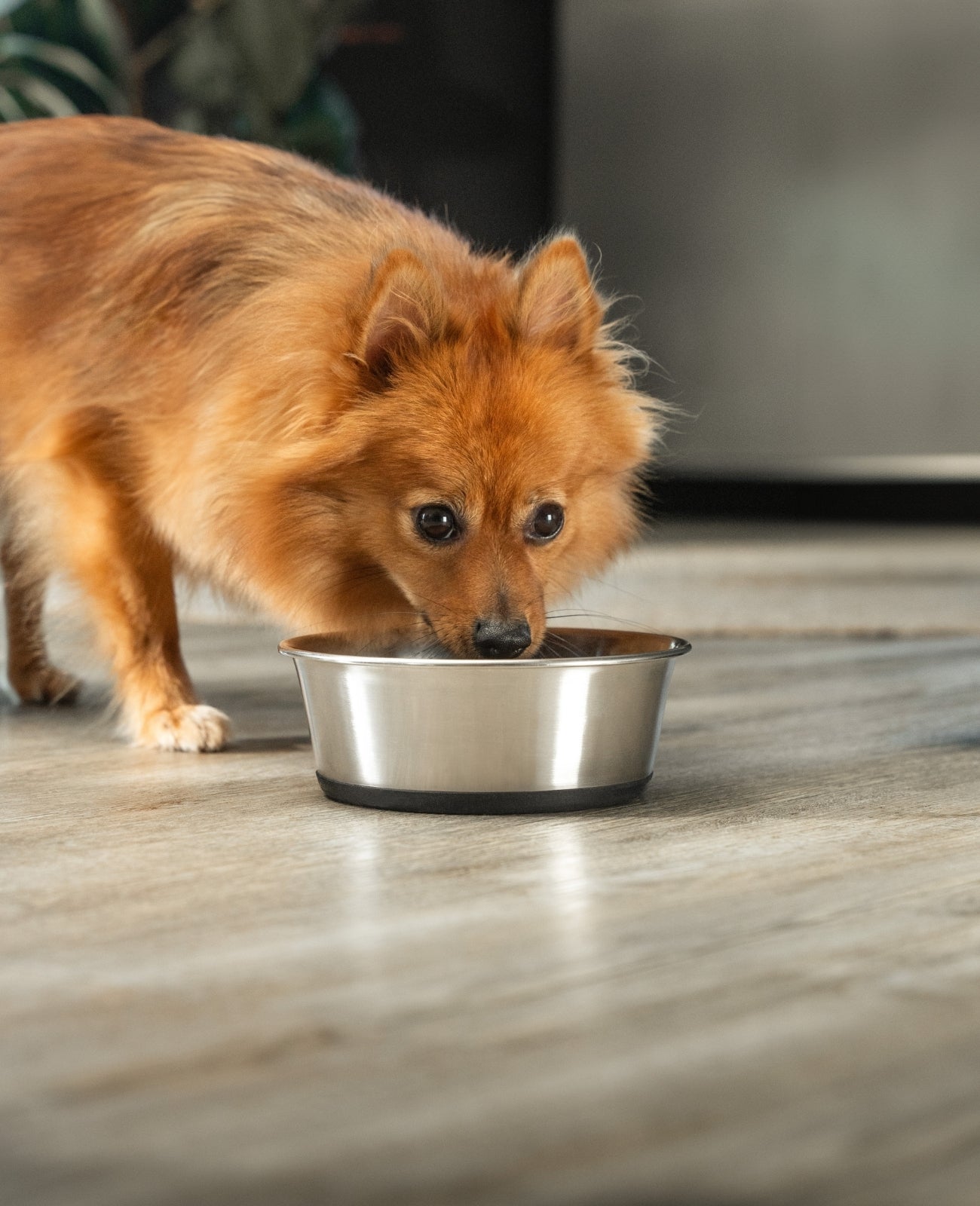 Cuenco para perros antideslizante de acero inoxidable, varios tamaños