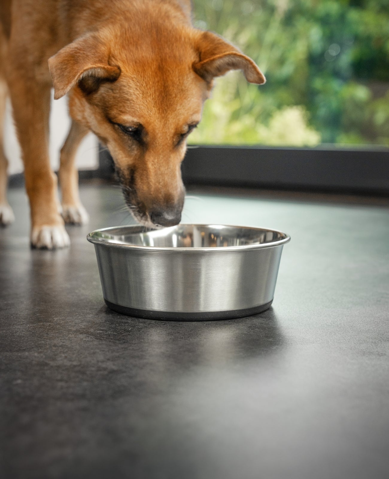 Cuenco para perros antideslizante de acero inoxidable, varios tamaños