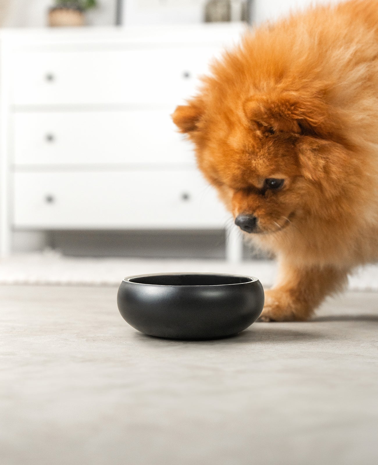Comedero para perros de acero inoxidable, abovedado, negro