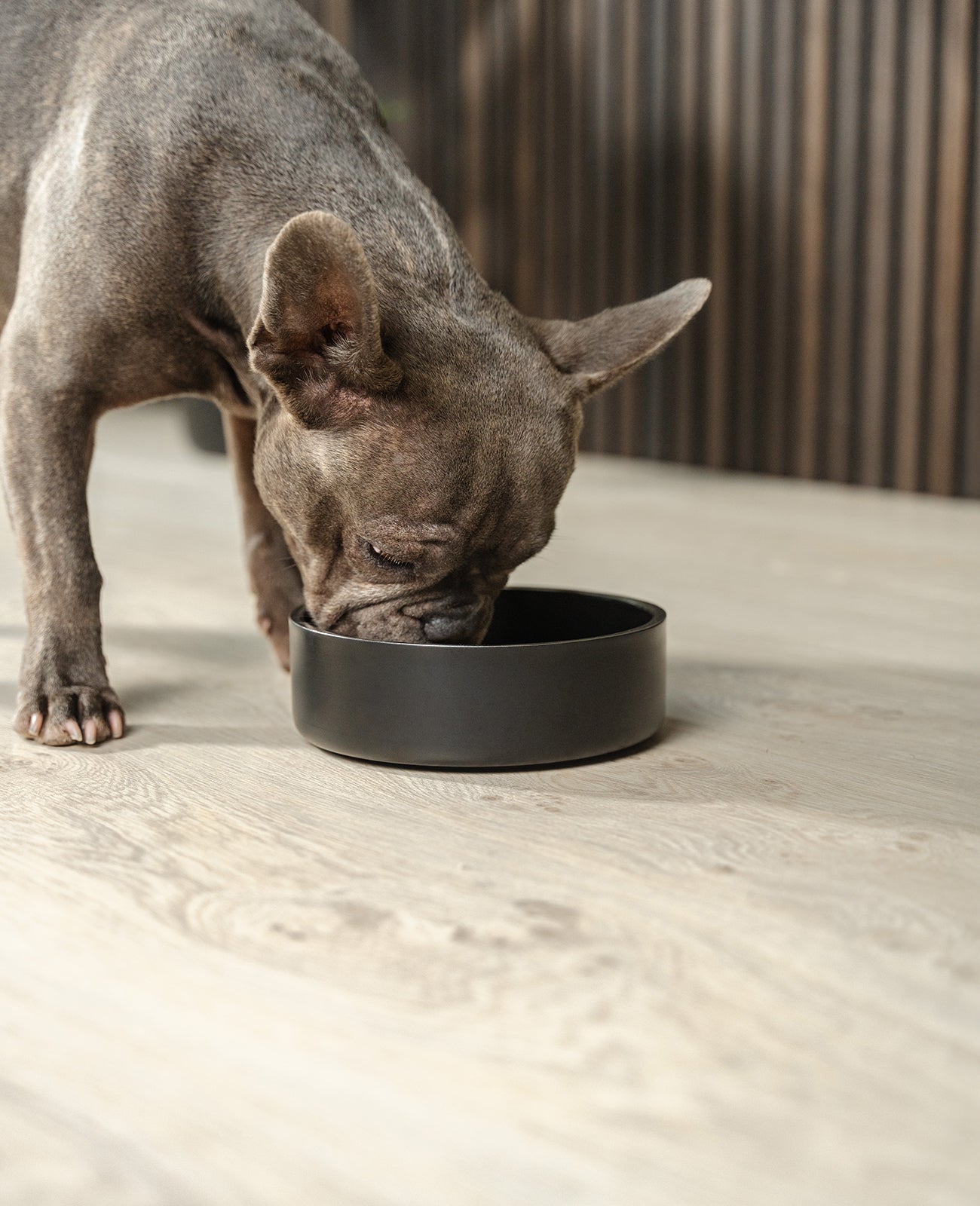 Comedero de acero inoxidable, negro