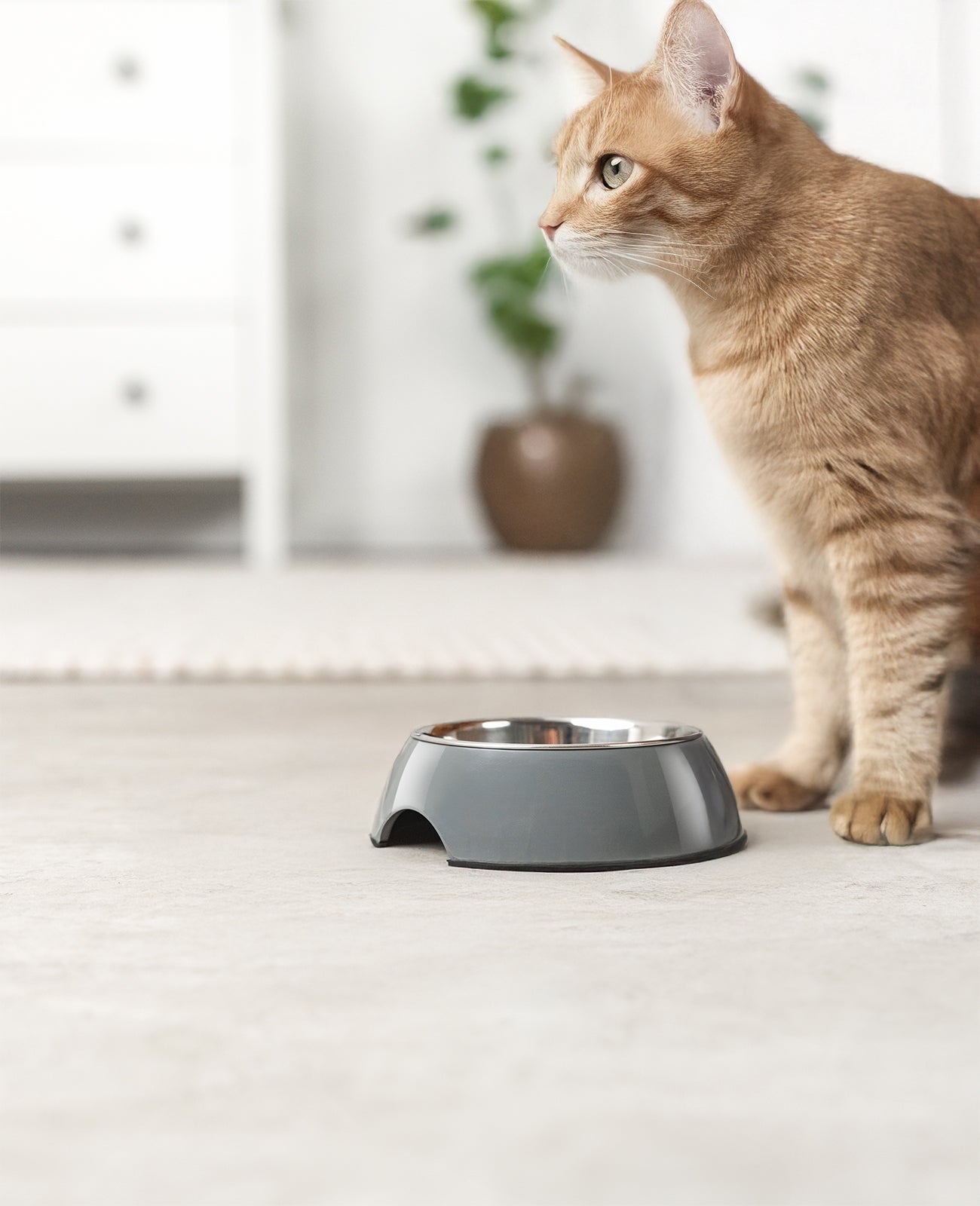 Cuenco de melamina para gatos