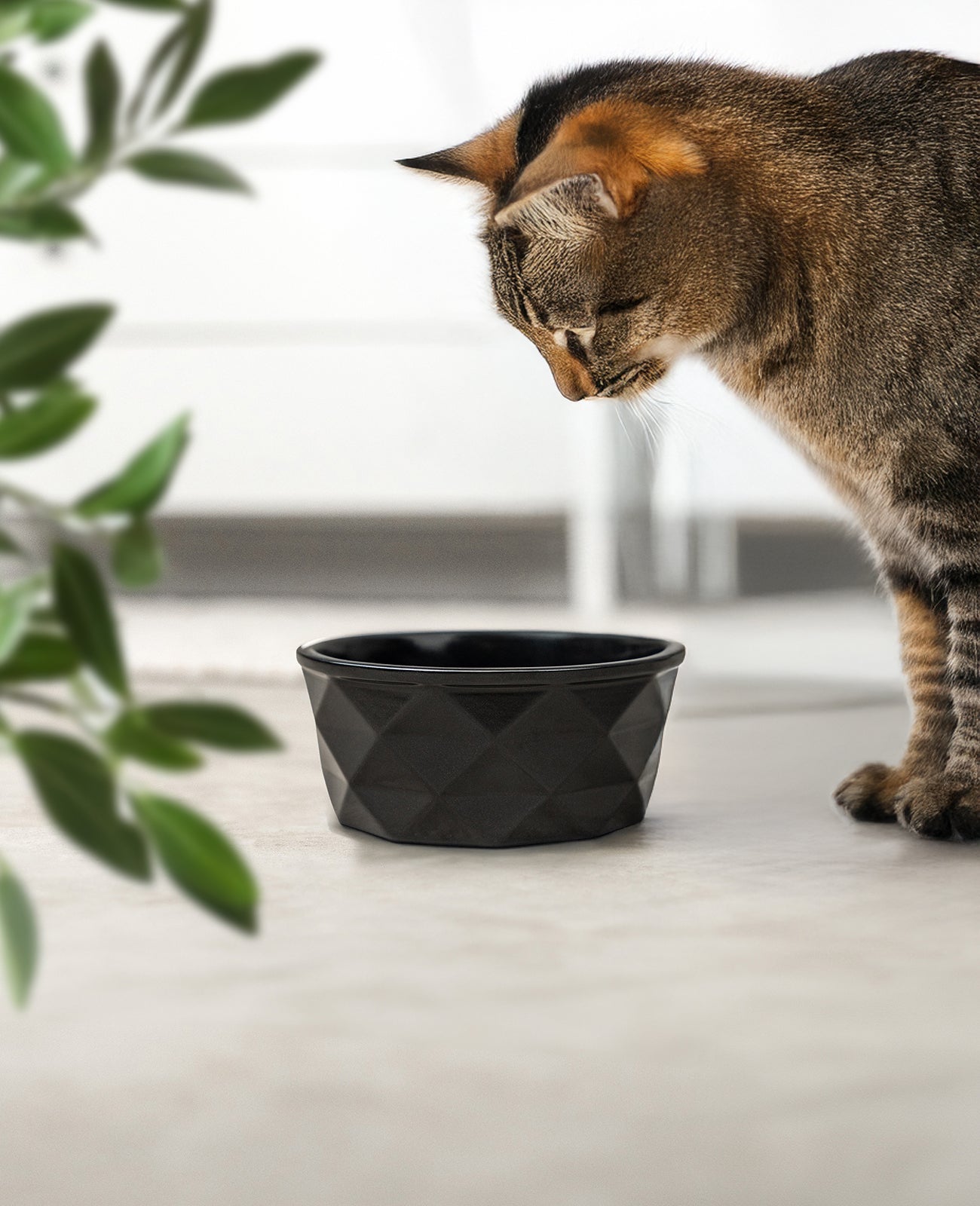 Cuenco de cerámica para gatos