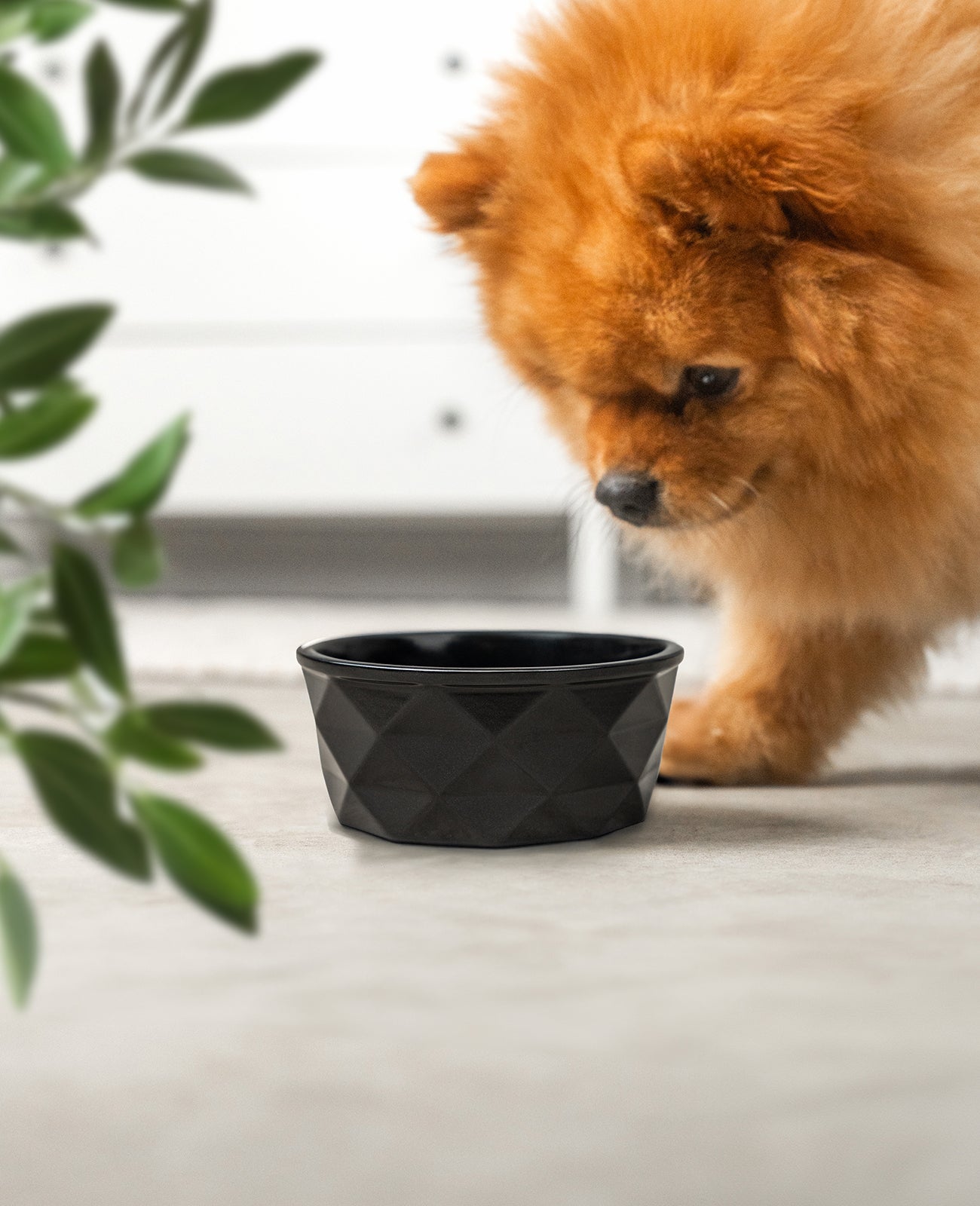 Cuenco de cerámica para perros