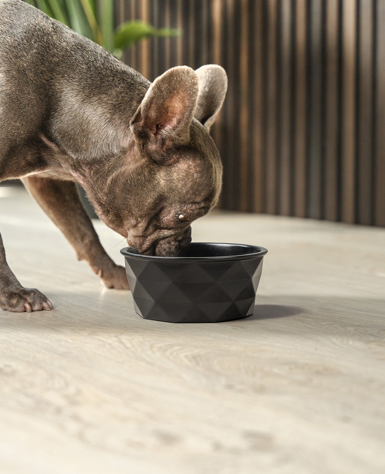 Cuenco de cerámica para perros