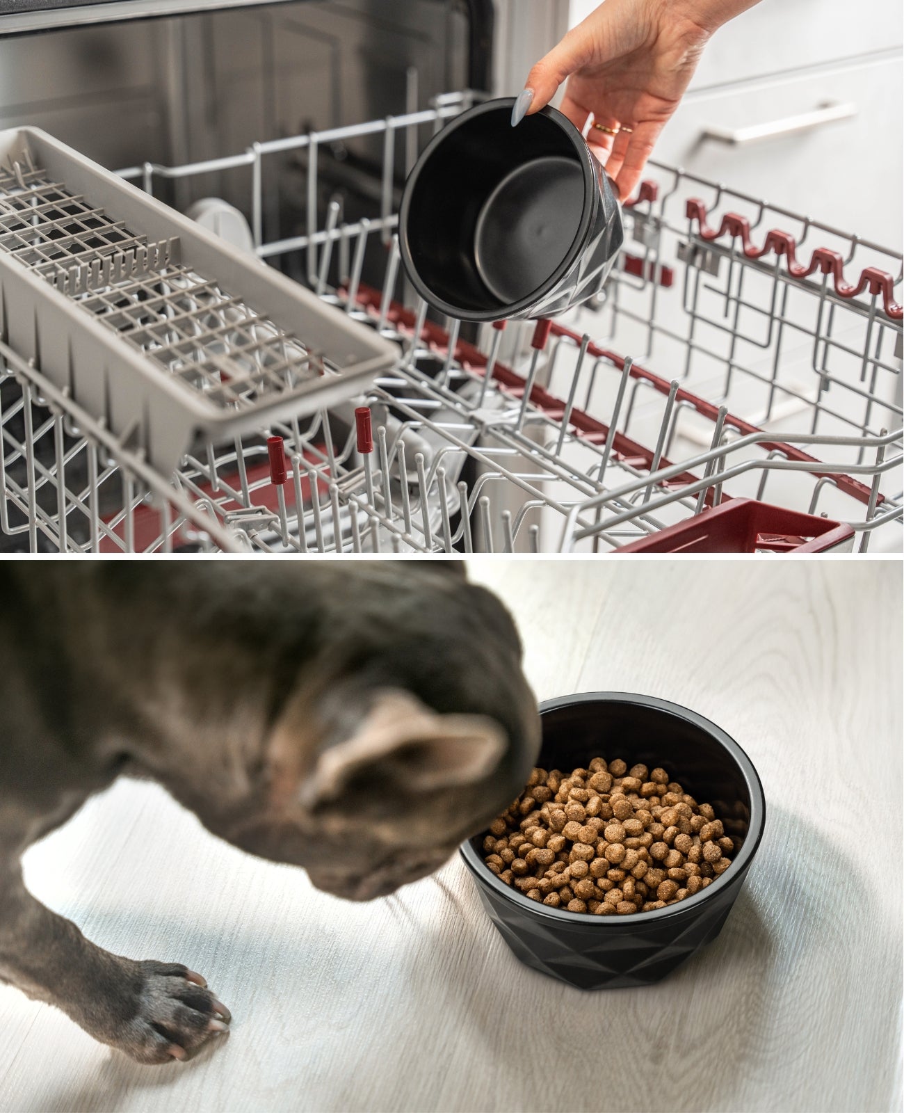 Cuenco de cerámica para perros