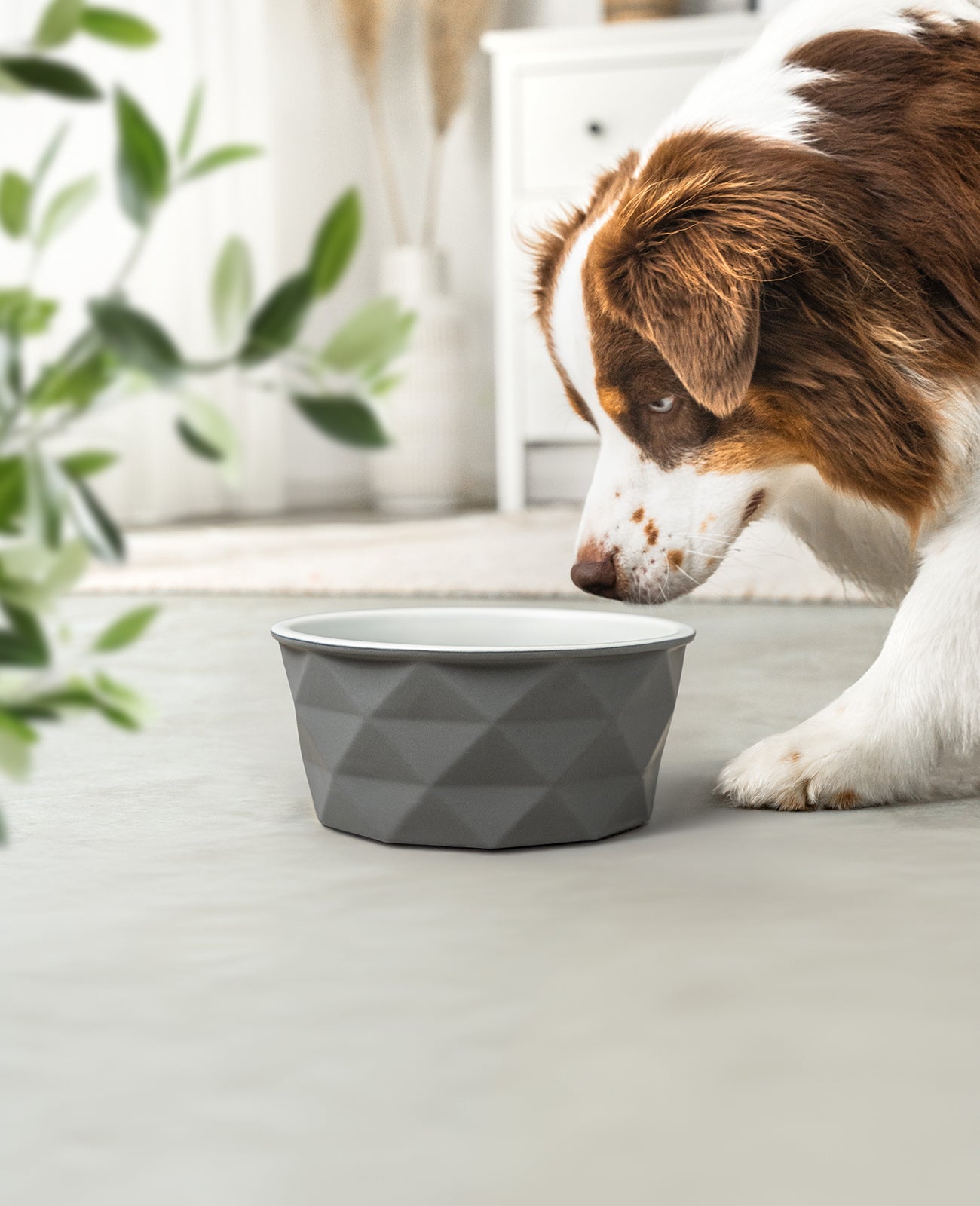 Cuenco de cerámica para perros