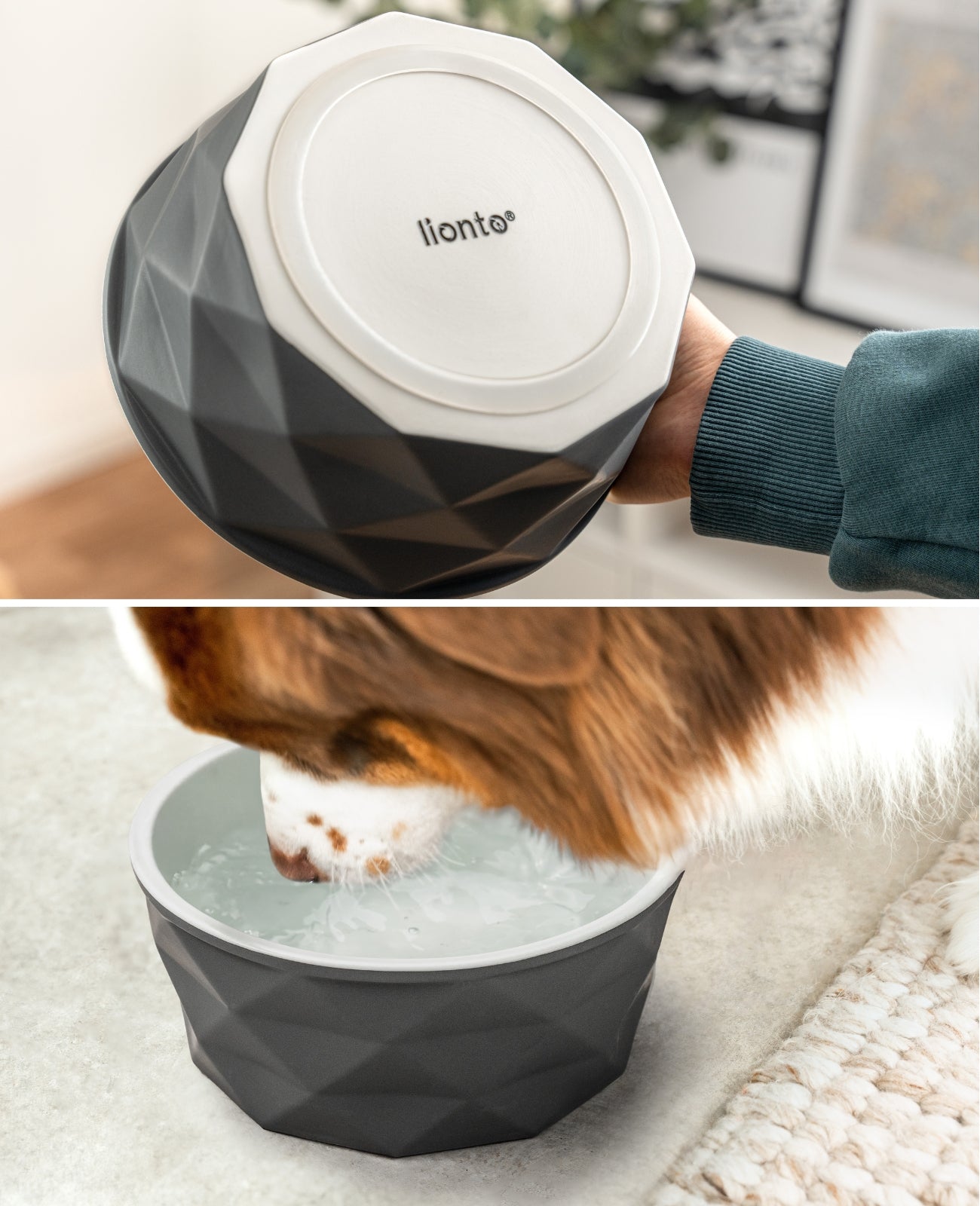 Cuenco de cerámica para perros