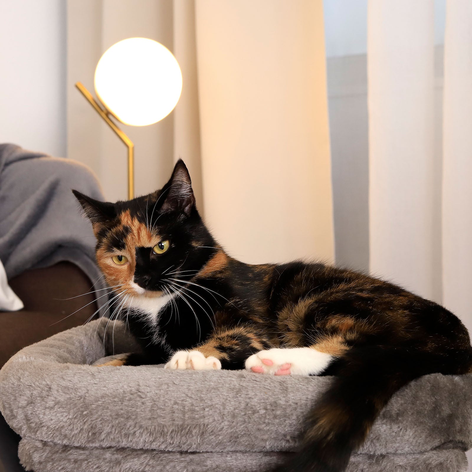 Poste rascador para gatos altura 50 cm