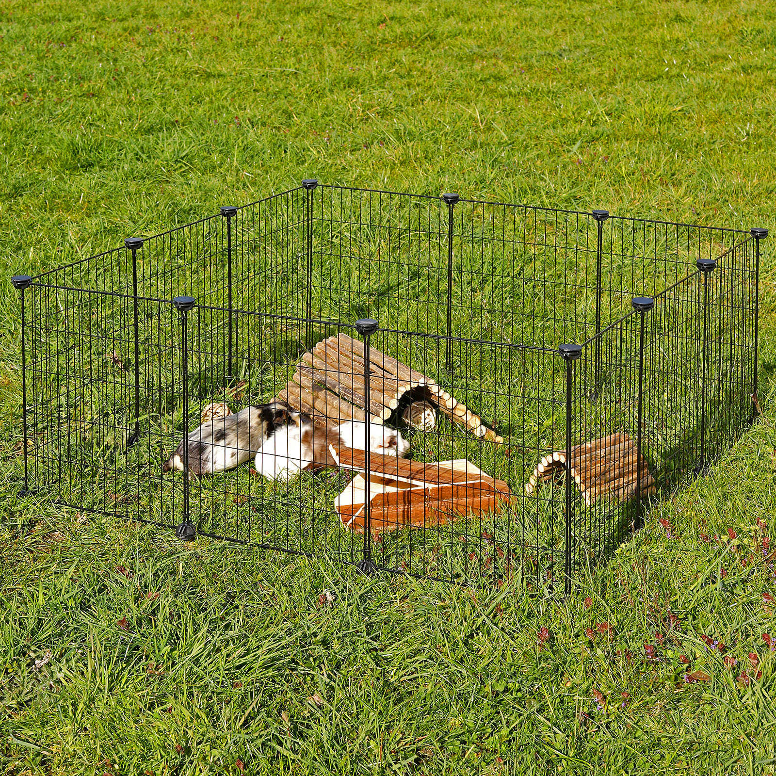 Meerschweinchen sitzen in Freilaufgehege auf Wiese
