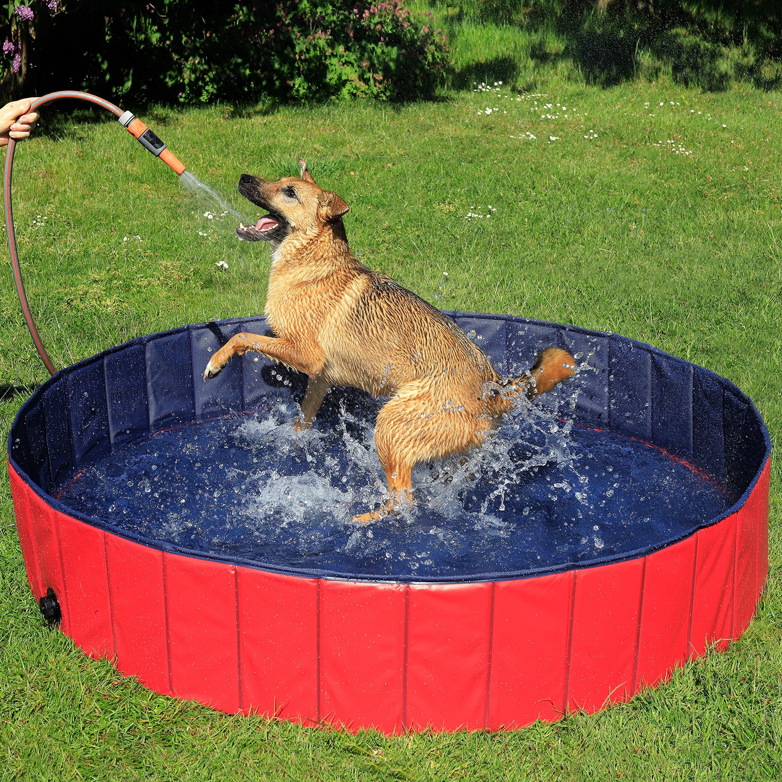 Hund wird im Garten im Pool mit Schlauch nass gespritzt