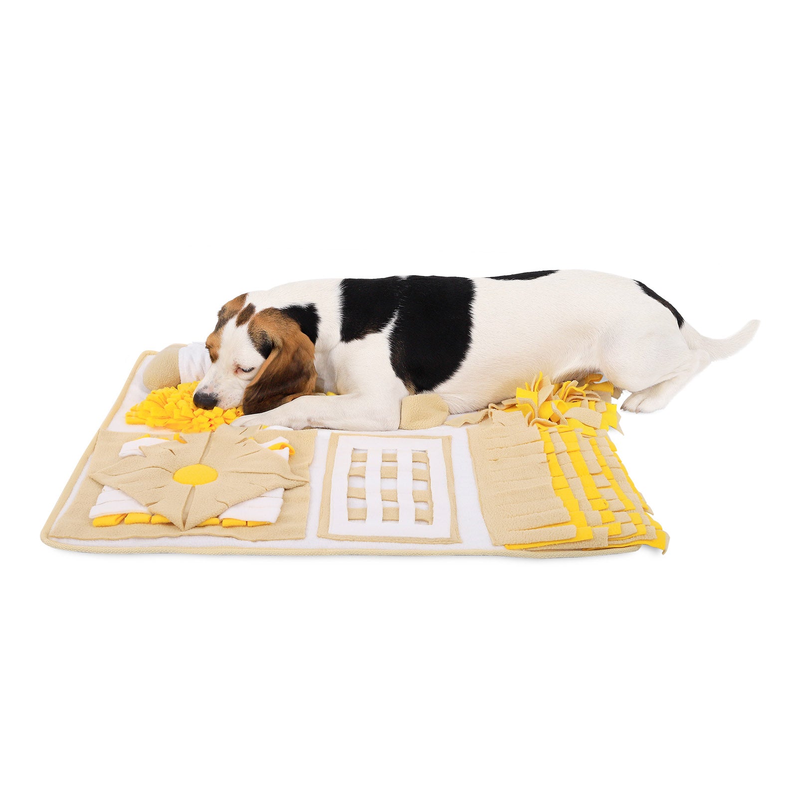 Beagel liegt auf Schnüffelteppich und sucht Leckerchen