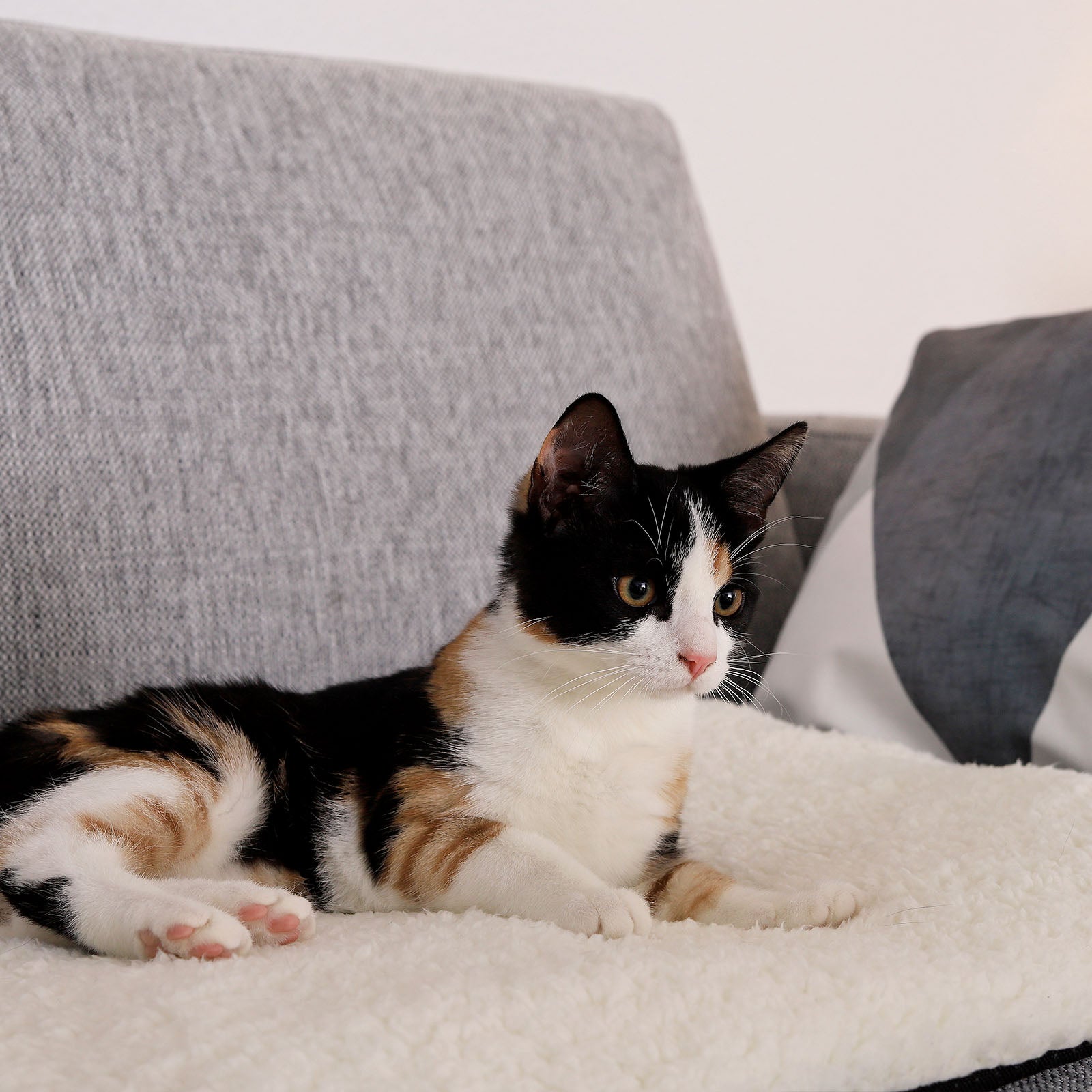 Estera térmica autocalentable para gatos