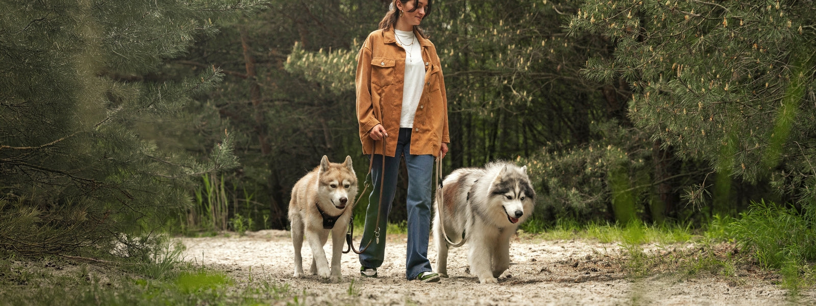 Spaziergang gemeinsam mit zwei Huskies