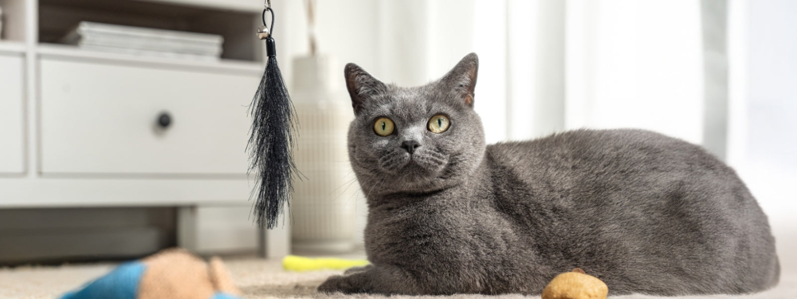 Katze fixiert Federspielzeug