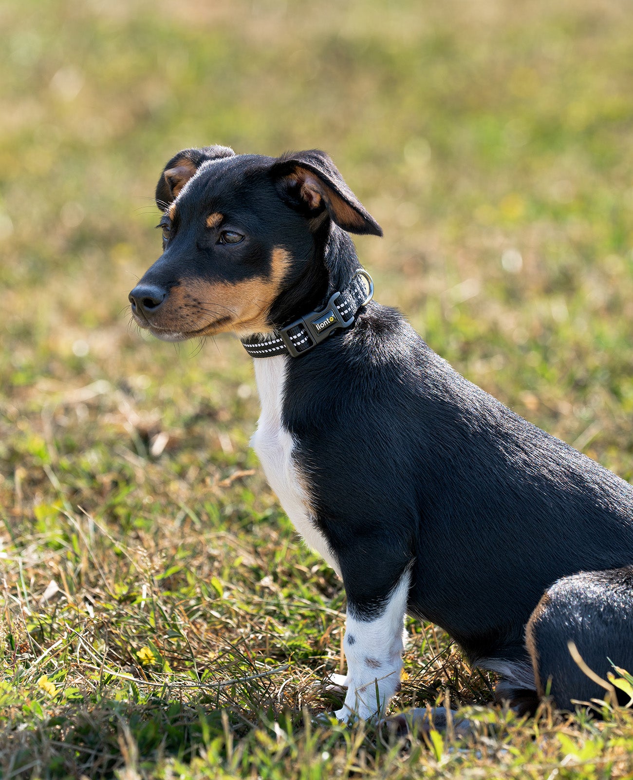 Collar para perros acolchado, reflectante e impermeable