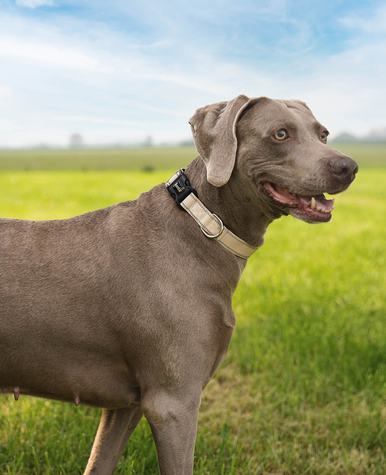 Collar para perros acolchado, reflectante e impermeable