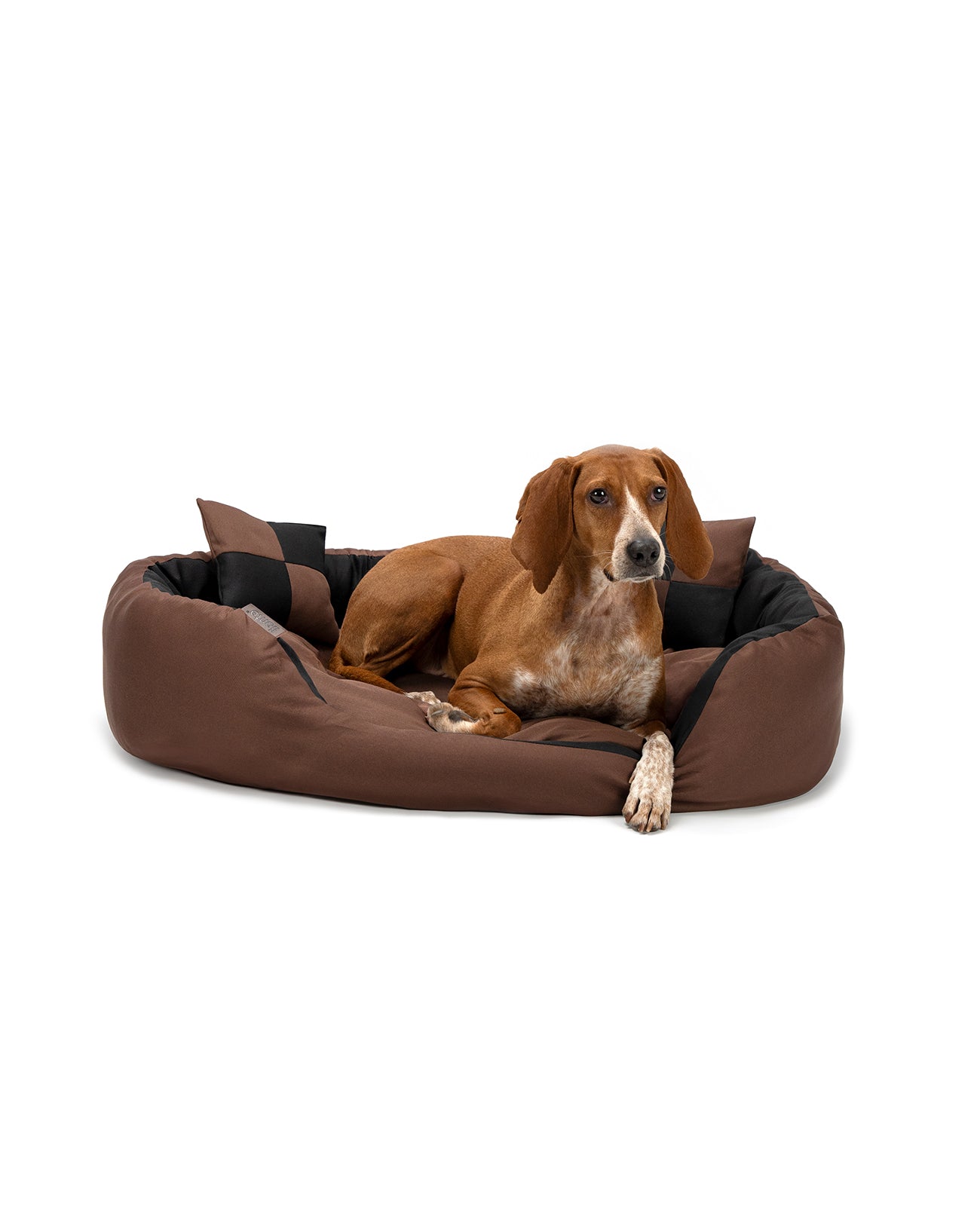 Segugio liegt in Hundebett aus Oxfordgewebe mit Wendekissen in schwarz/braun