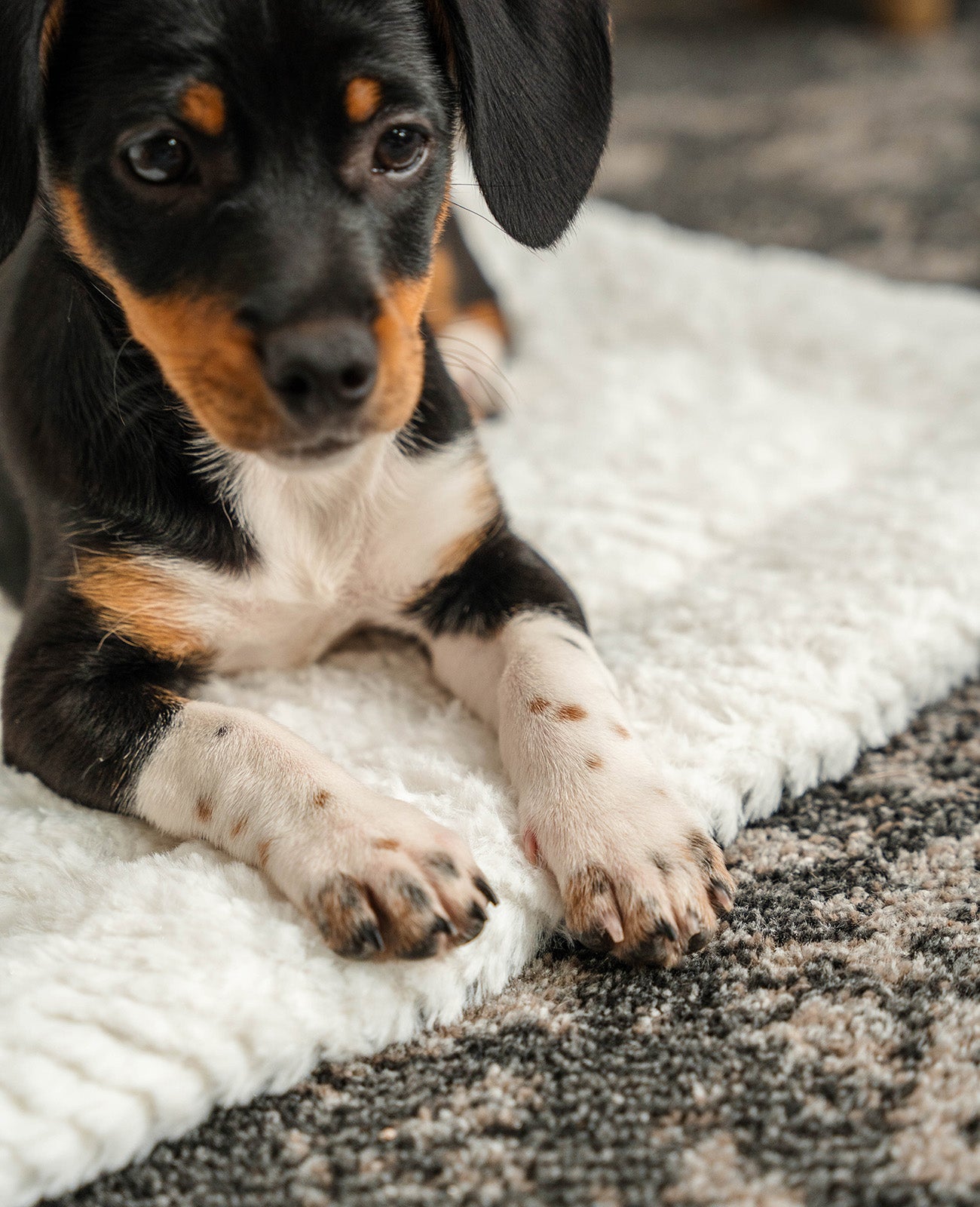 Manta reversible para perros