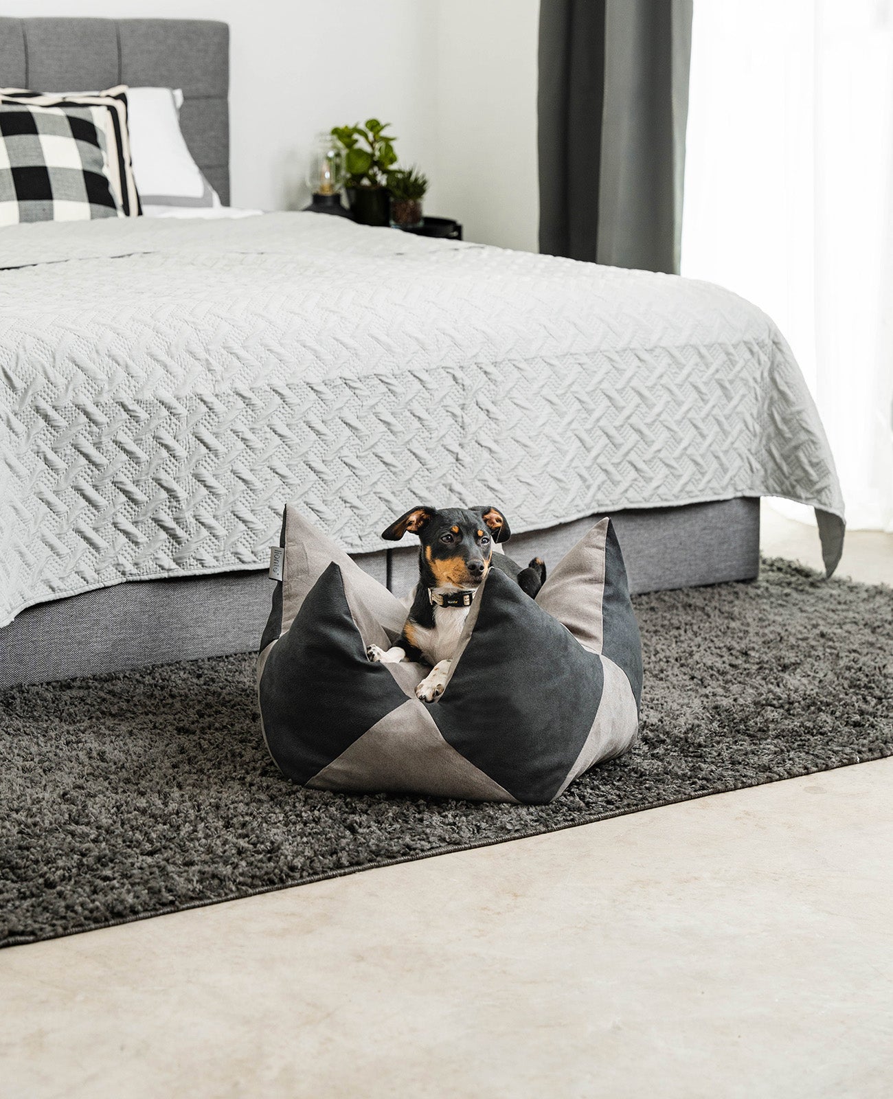 Almohada corona para perros