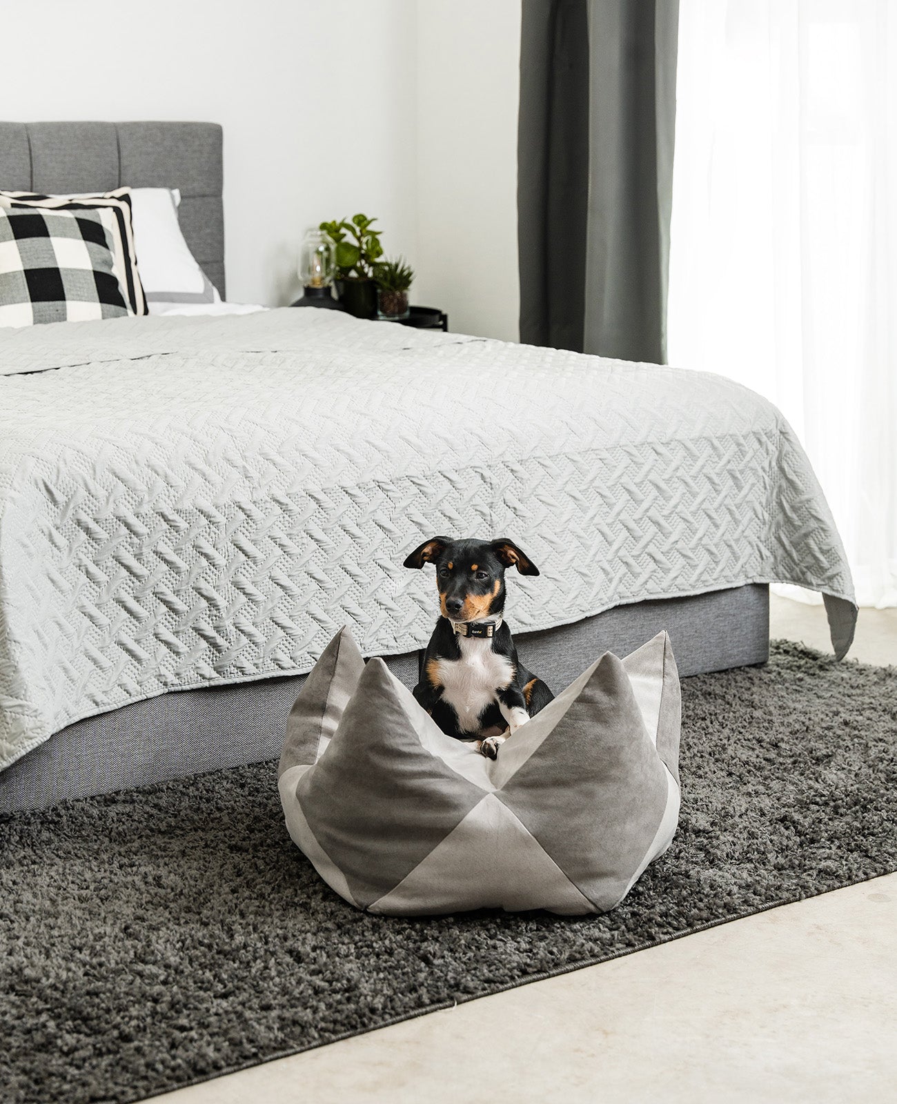 Almohada corona para perros