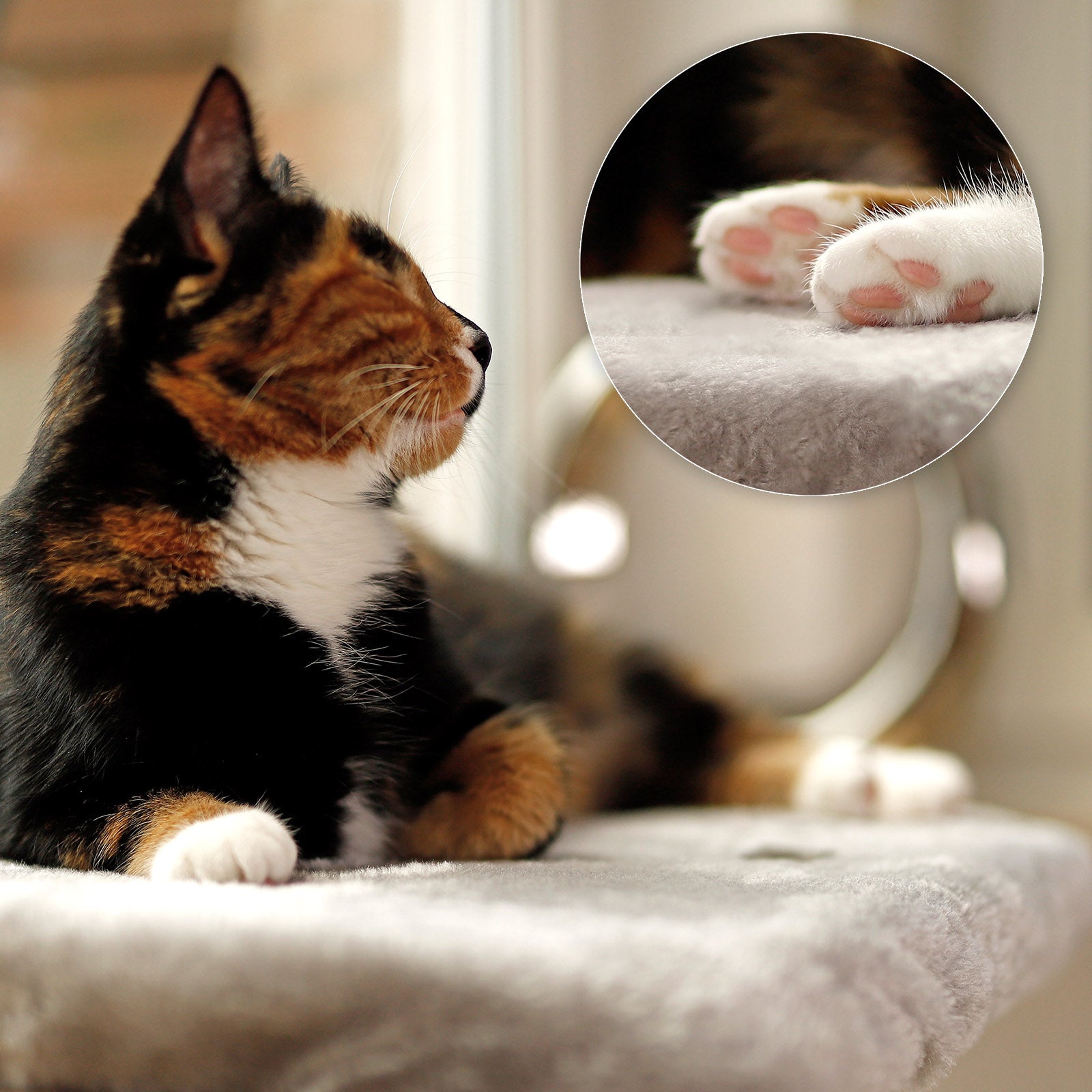 Tumbona para gatos en el alféizar de la ventana