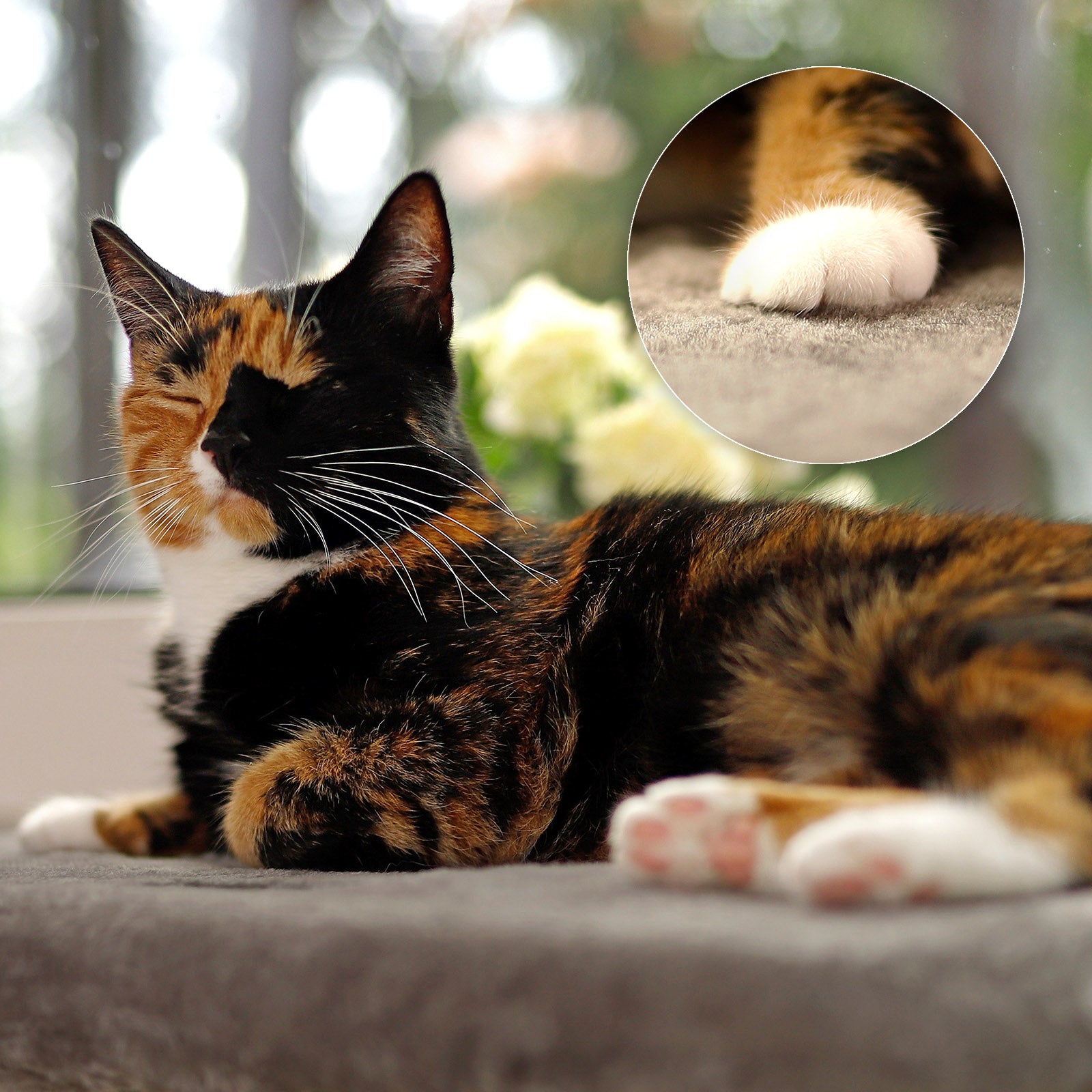 Tumbona para gatos en el alféizar de la ventana