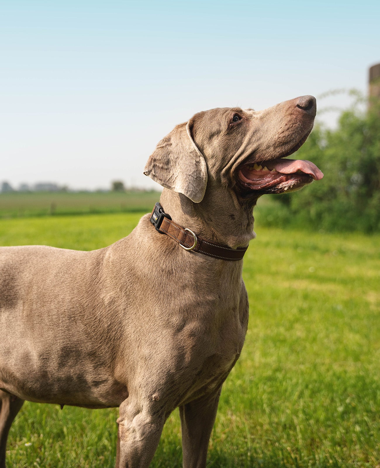 Collar para perros acolchado, reflectante e impermeable