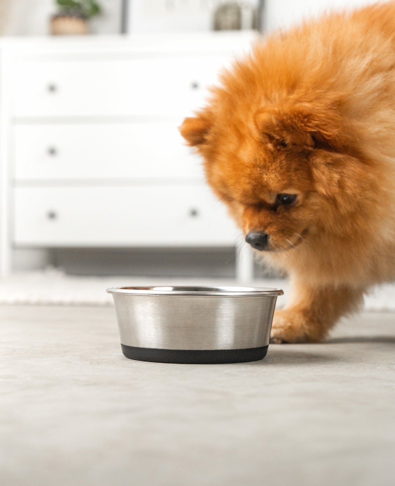 Cuenco para perros antideslizante de acero inoxidable, varios tamaños