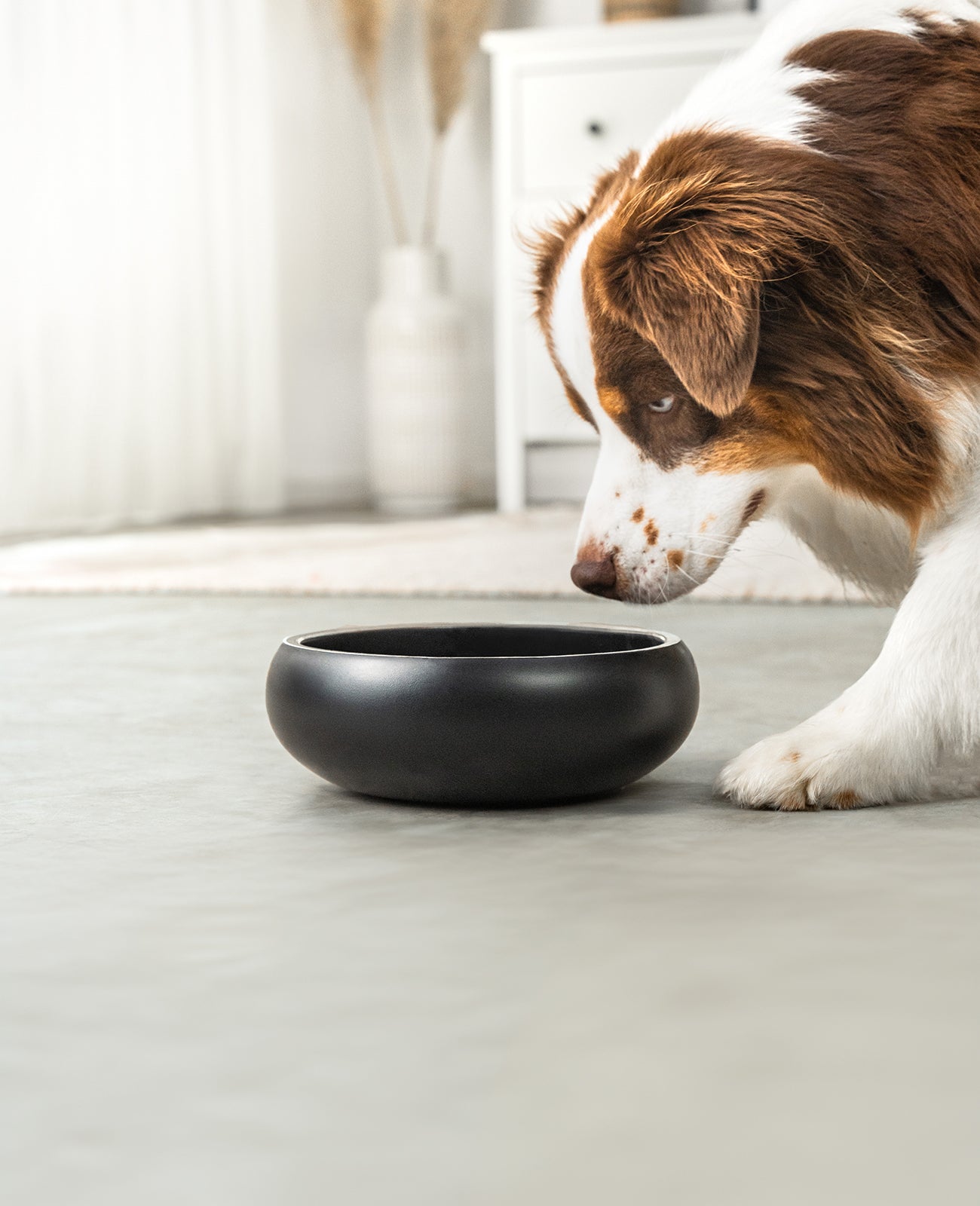 Comedero para perros de acero inoxidable, abovedado, negro