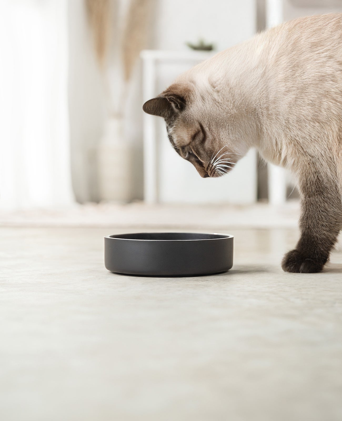 Cuenco de acero inoxidable para gatos