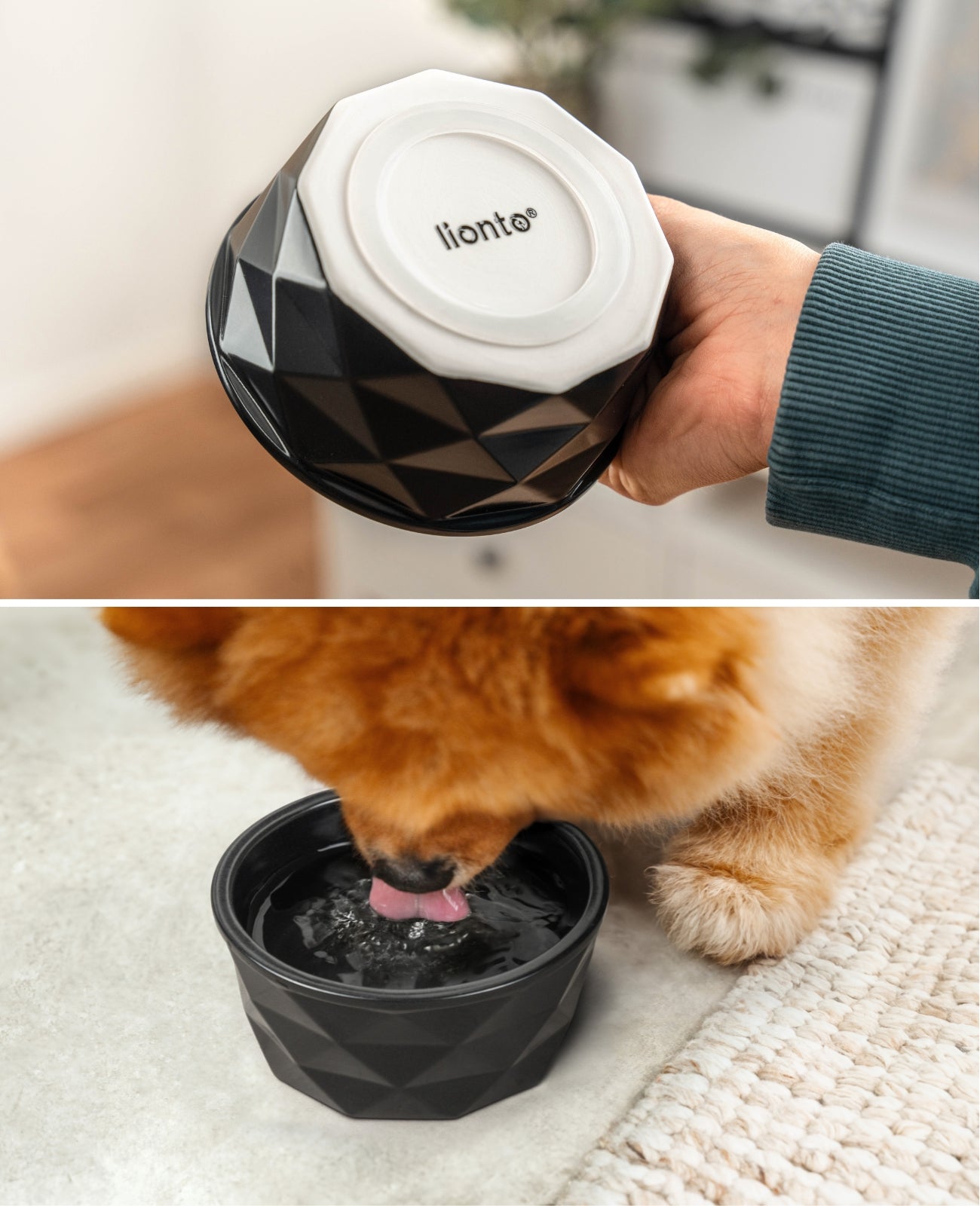 Cuenco de cerámica para perros