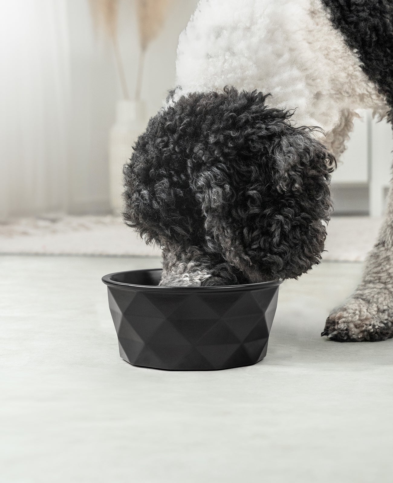 Cuenco de cerámica para perros