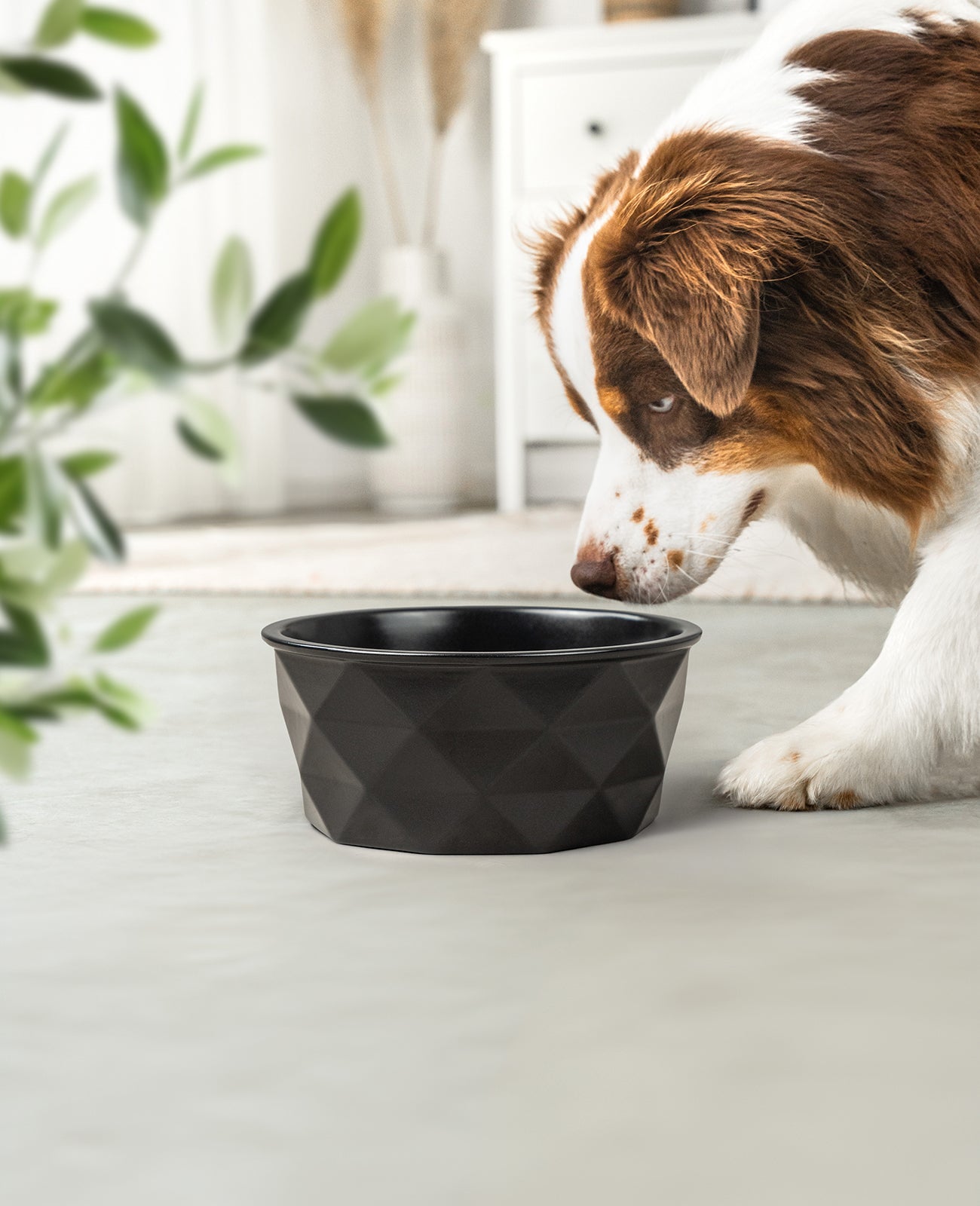 Cuenco de cerámica para perros