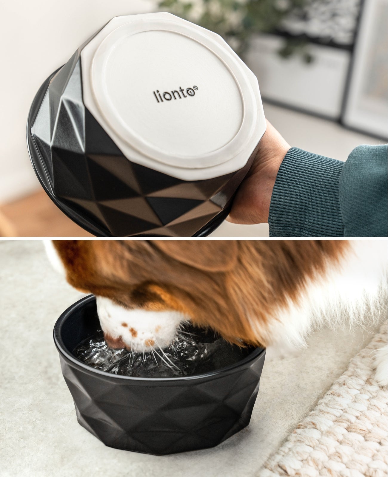 Cuenco de cerámica para perros