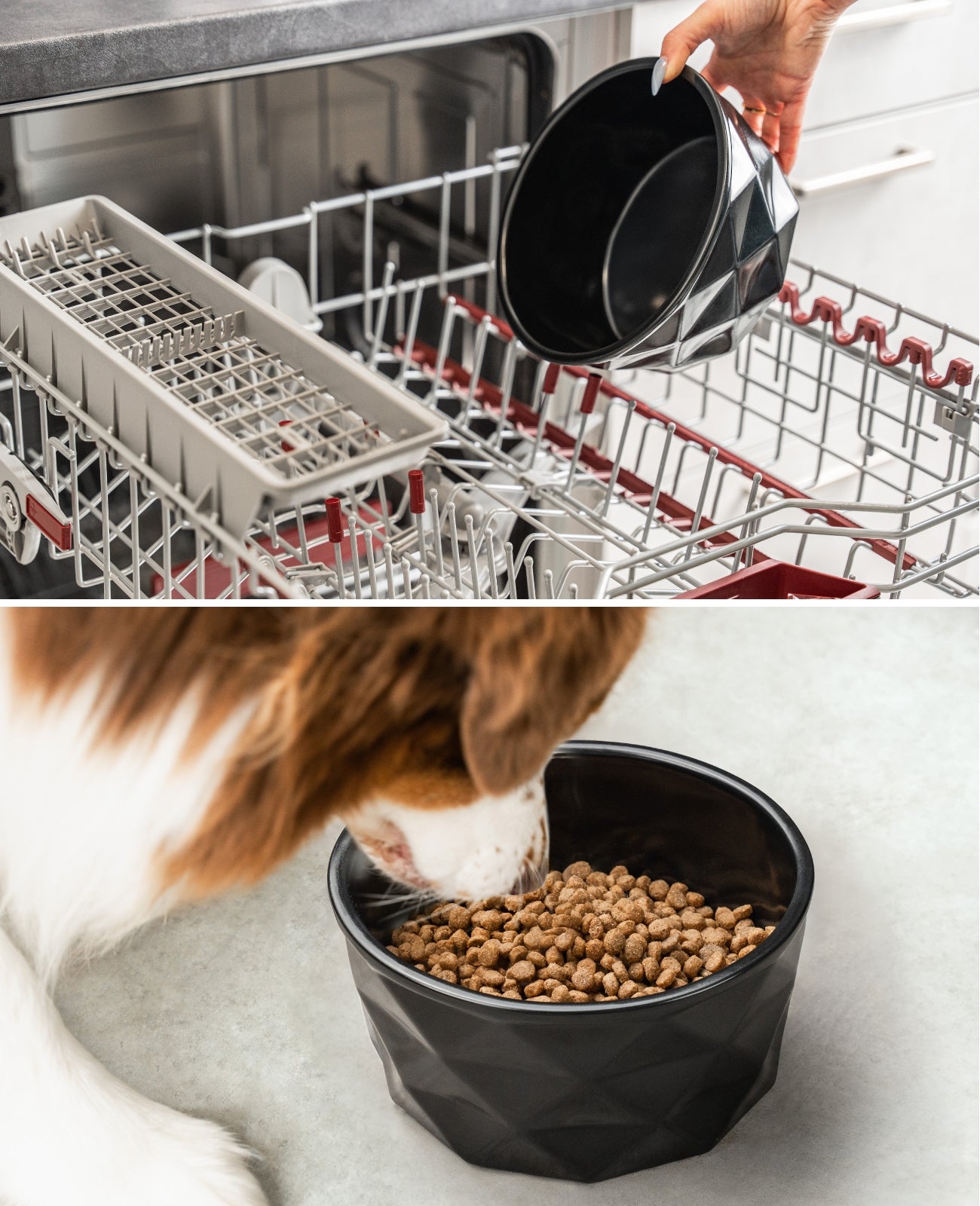 Cuenco de cerámica para perros