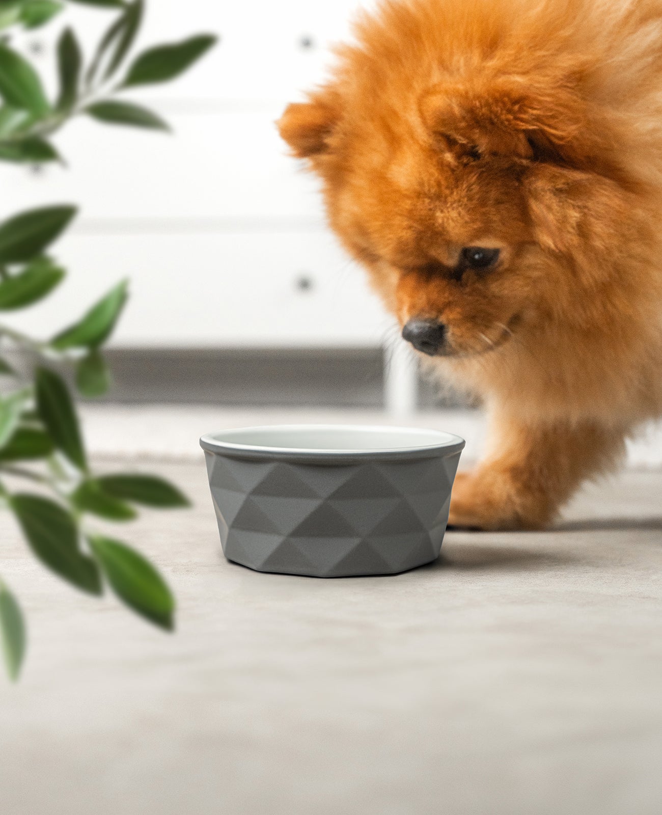 Cuenco de cerámica para perros