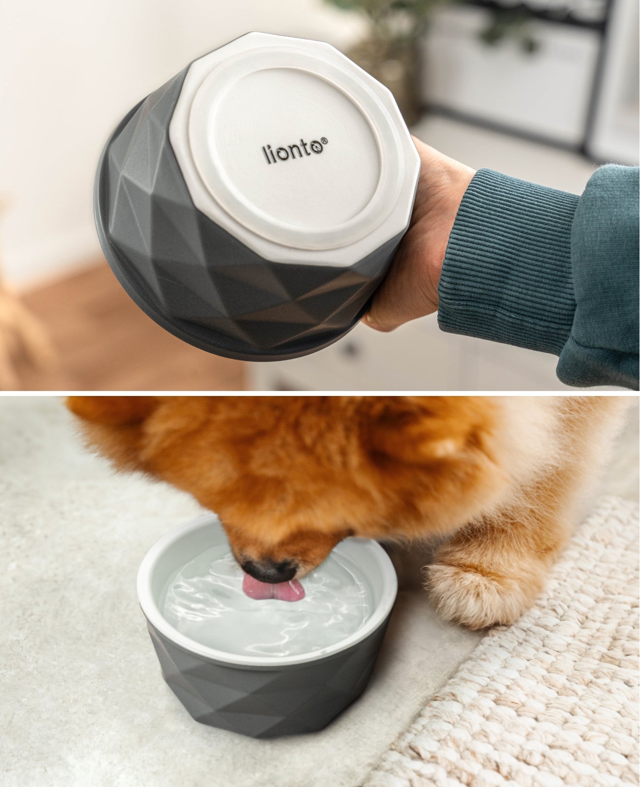 Cuenco de cerámica para perros